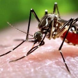 Sociologie Communicatie netwerk klant Muggen Bestrijden Tips 2023 | Muggen Verdelgen met Millium.nl