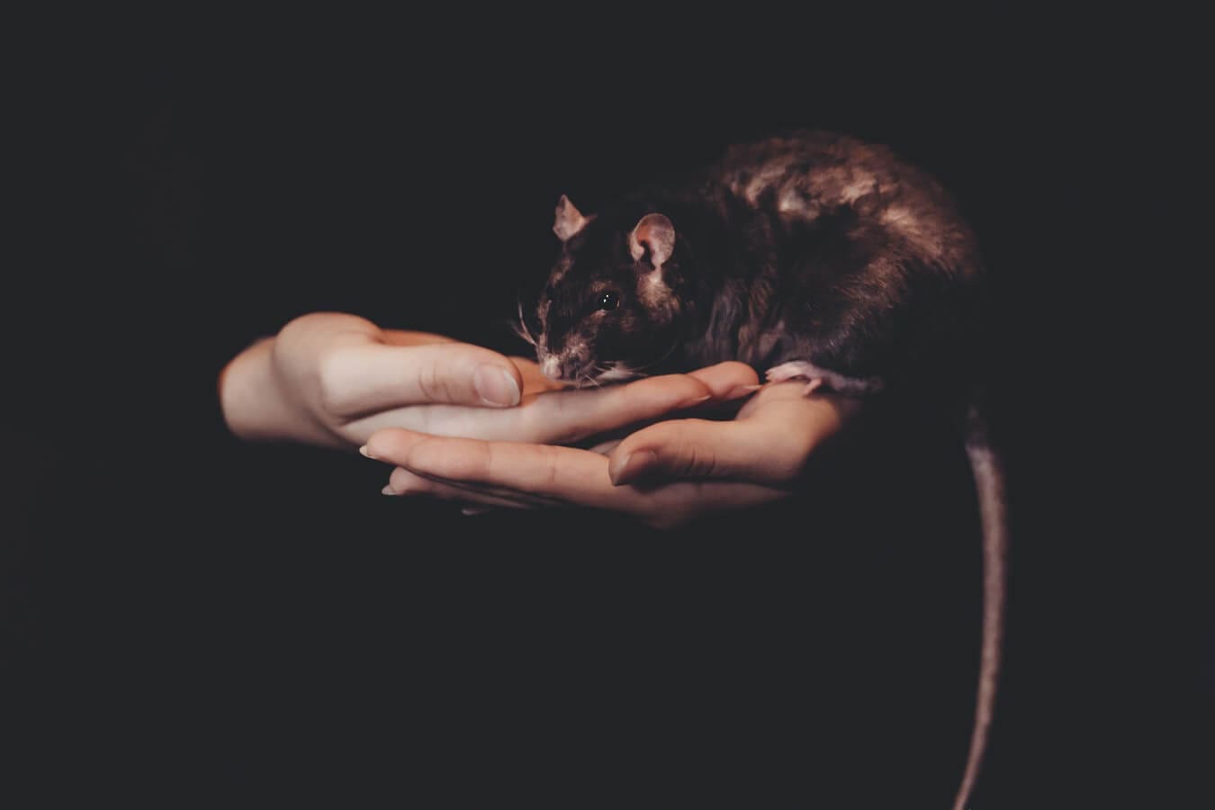 Ratten bestrijden 1