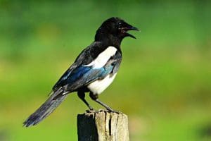 Vogels verjagen uit de tuin 9