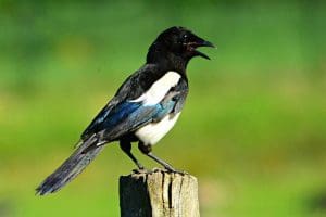 Vogels verjagen uit de tuin 1