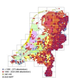 Steenmarter verjagen/bestrijden 2