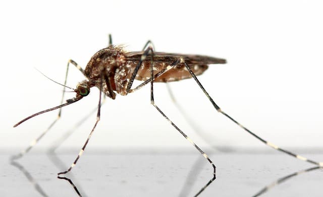 Beste anti muggen stekker