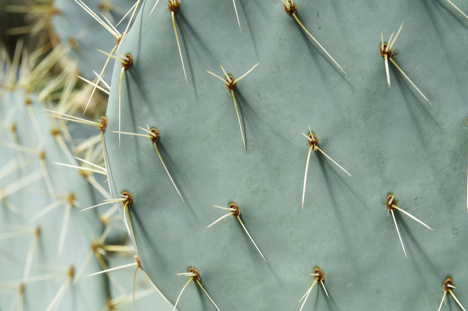 Cactus kweken