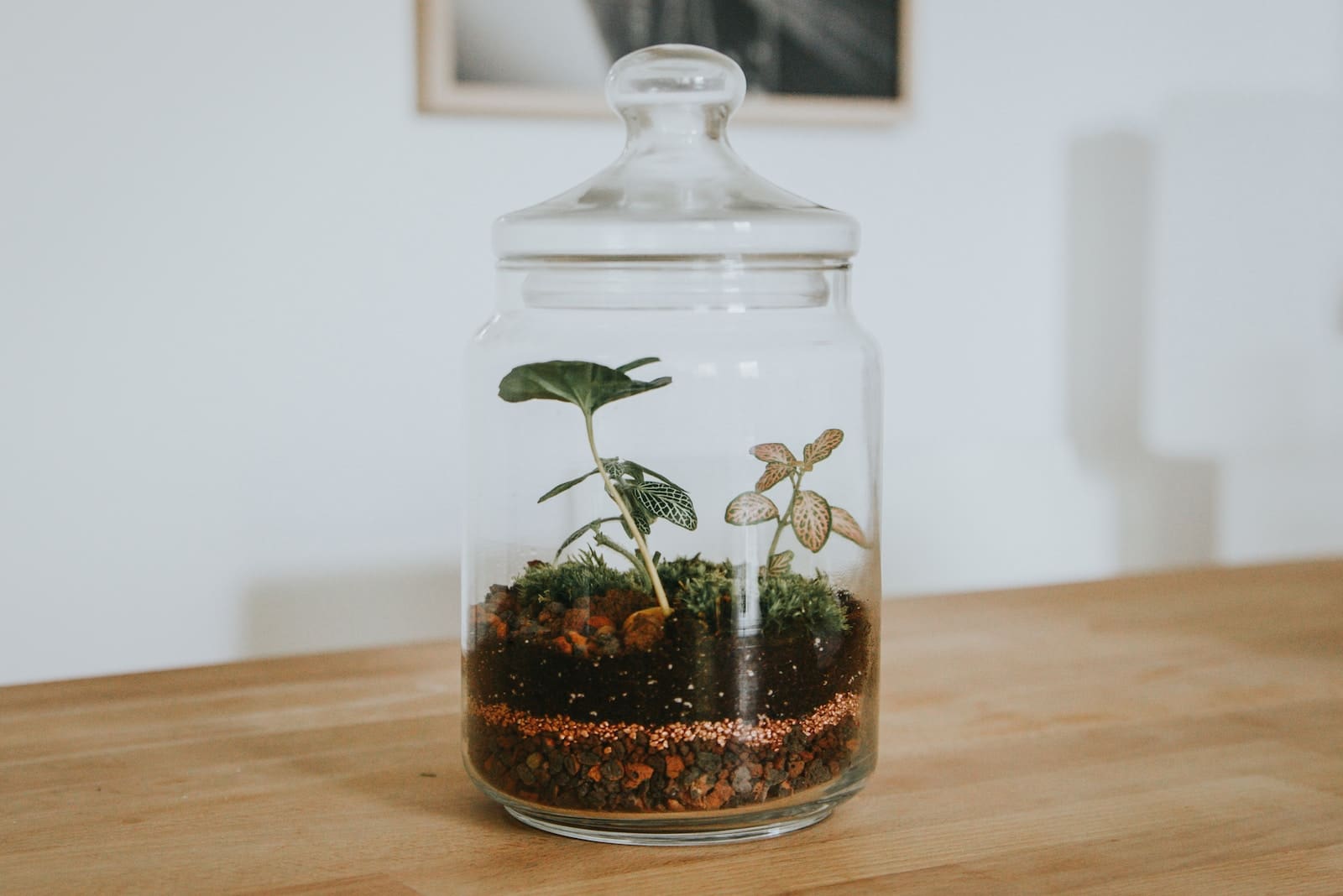 Planten in glazen pot