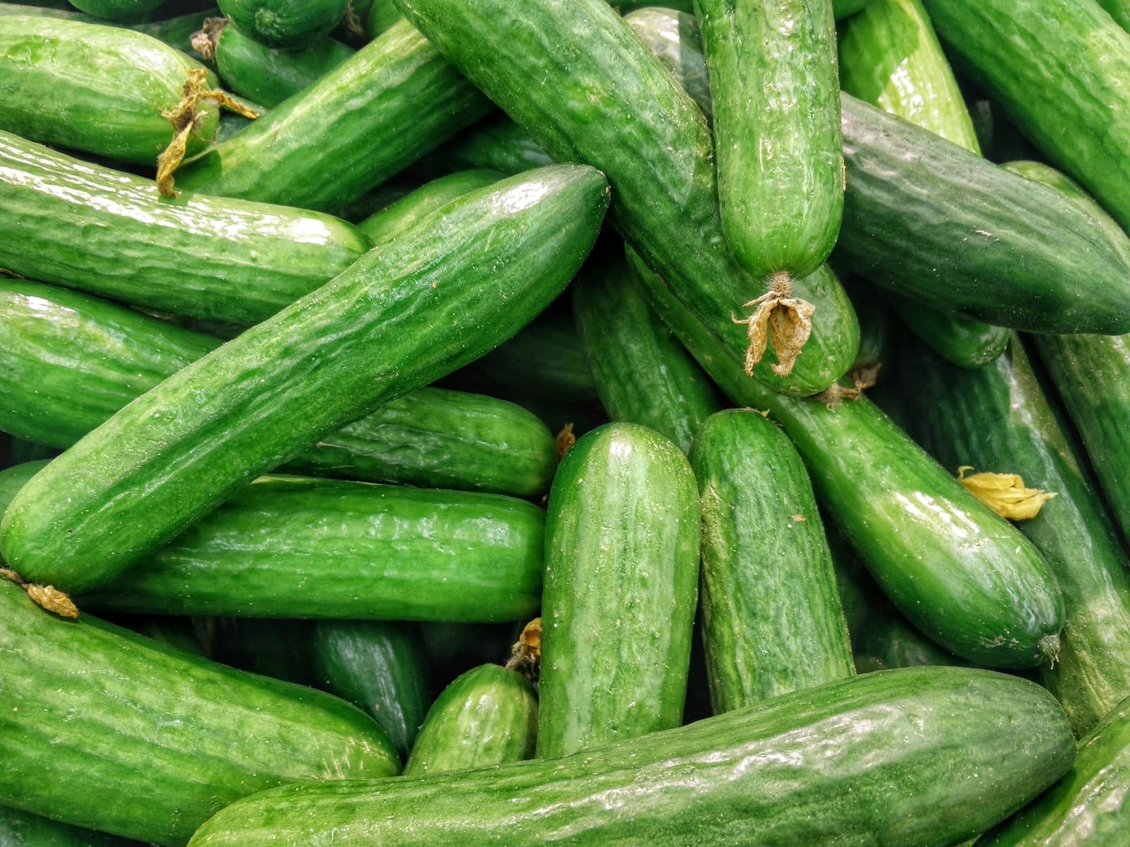 Wanneer komkommer oogsten