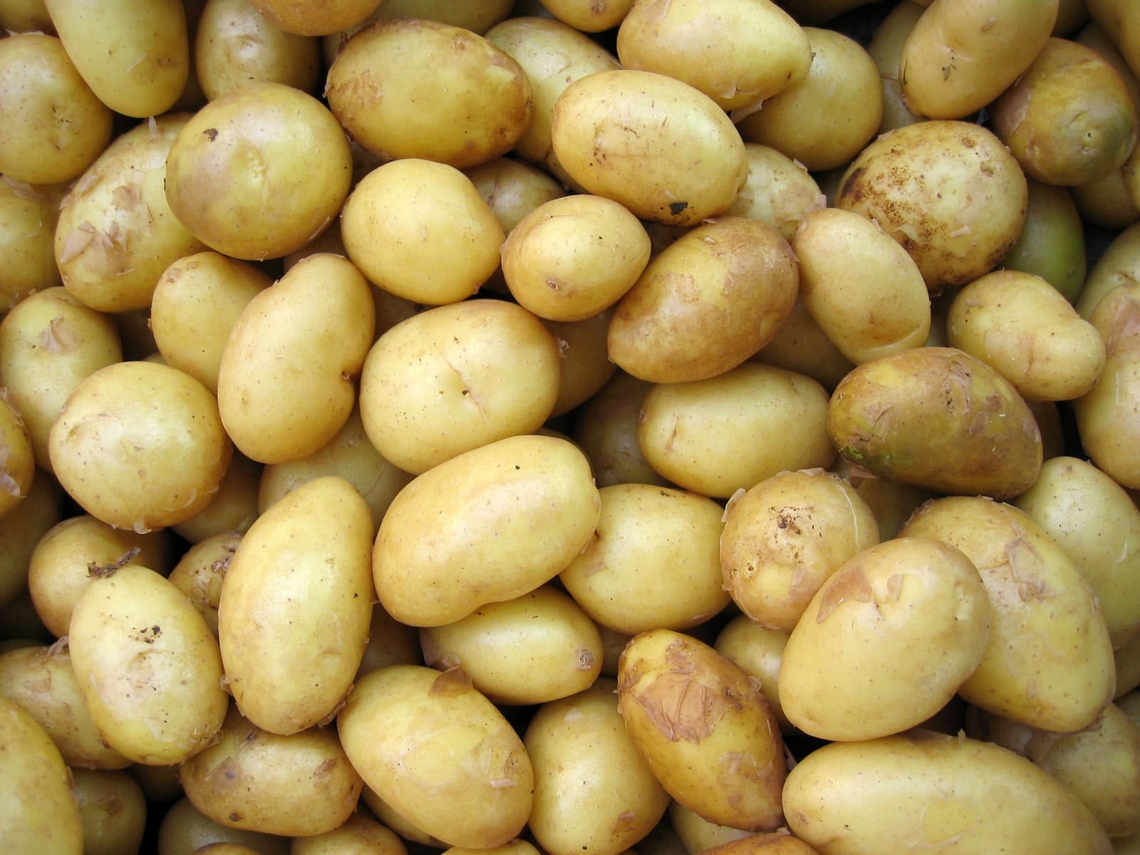 Wanneer aardappelen oogsten