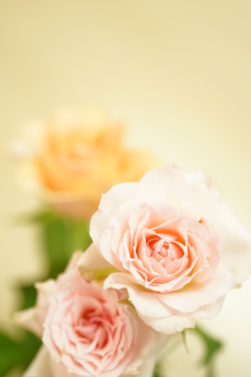 pink and white rose in bloom