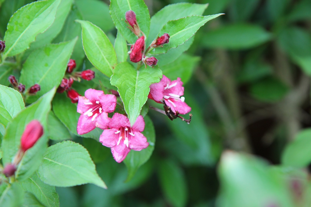 vegelia, weigélia, vegelia pink