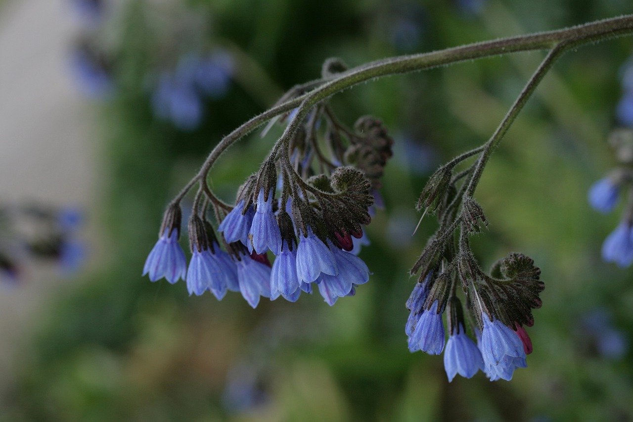 comfrey, flower, flower wallpaper