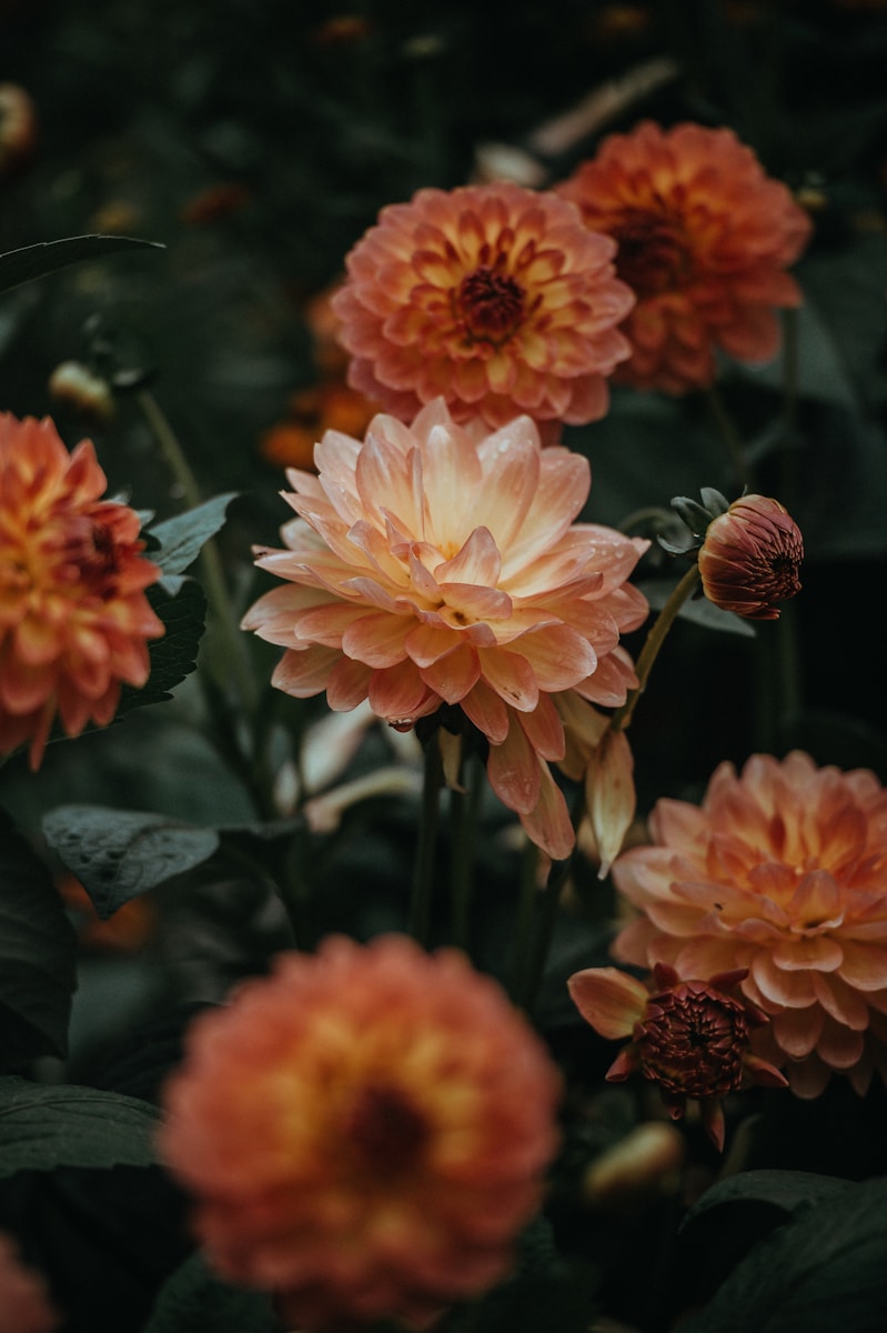 orange dahlia flowers closeup photo