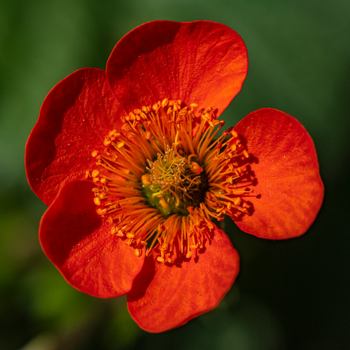 red flower in macro shot