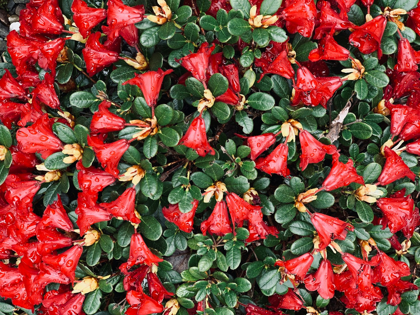 red and green leaves on the ground