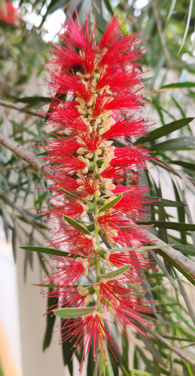 a close up of a red flower on a tree