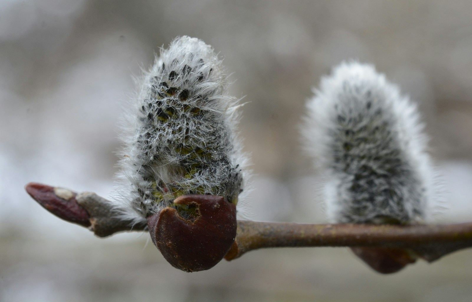 a close up of a tree branch with some flowers