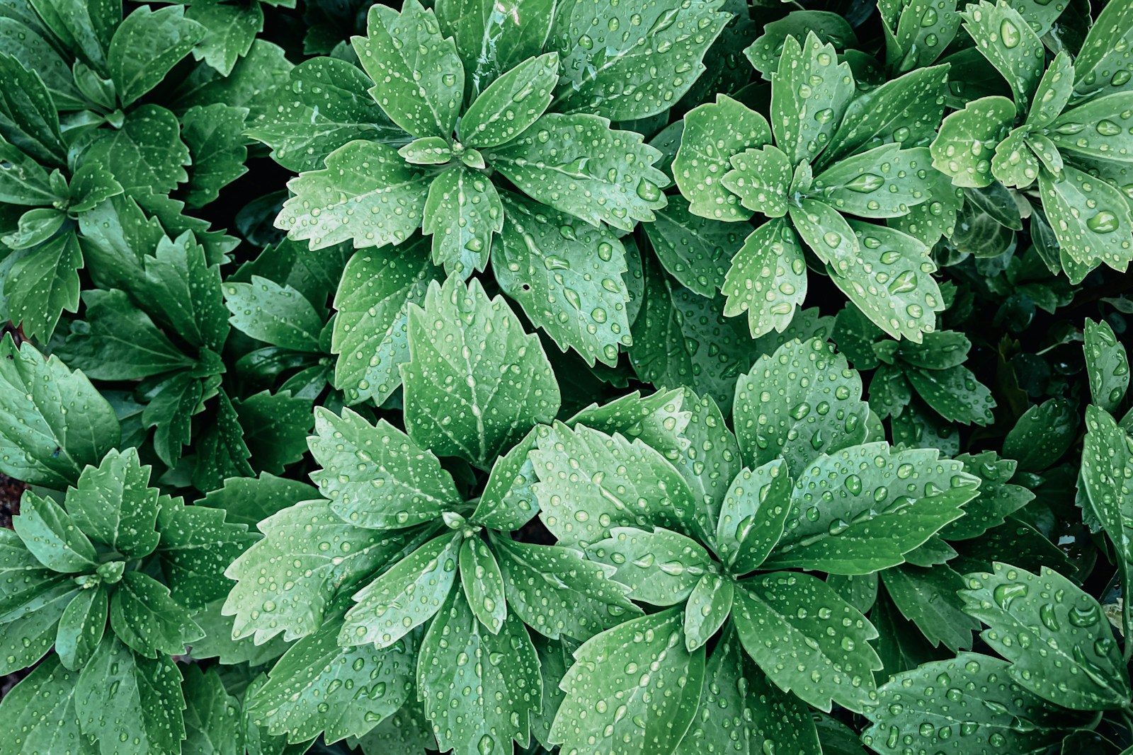 a close up of a green plant with water droplets on it
