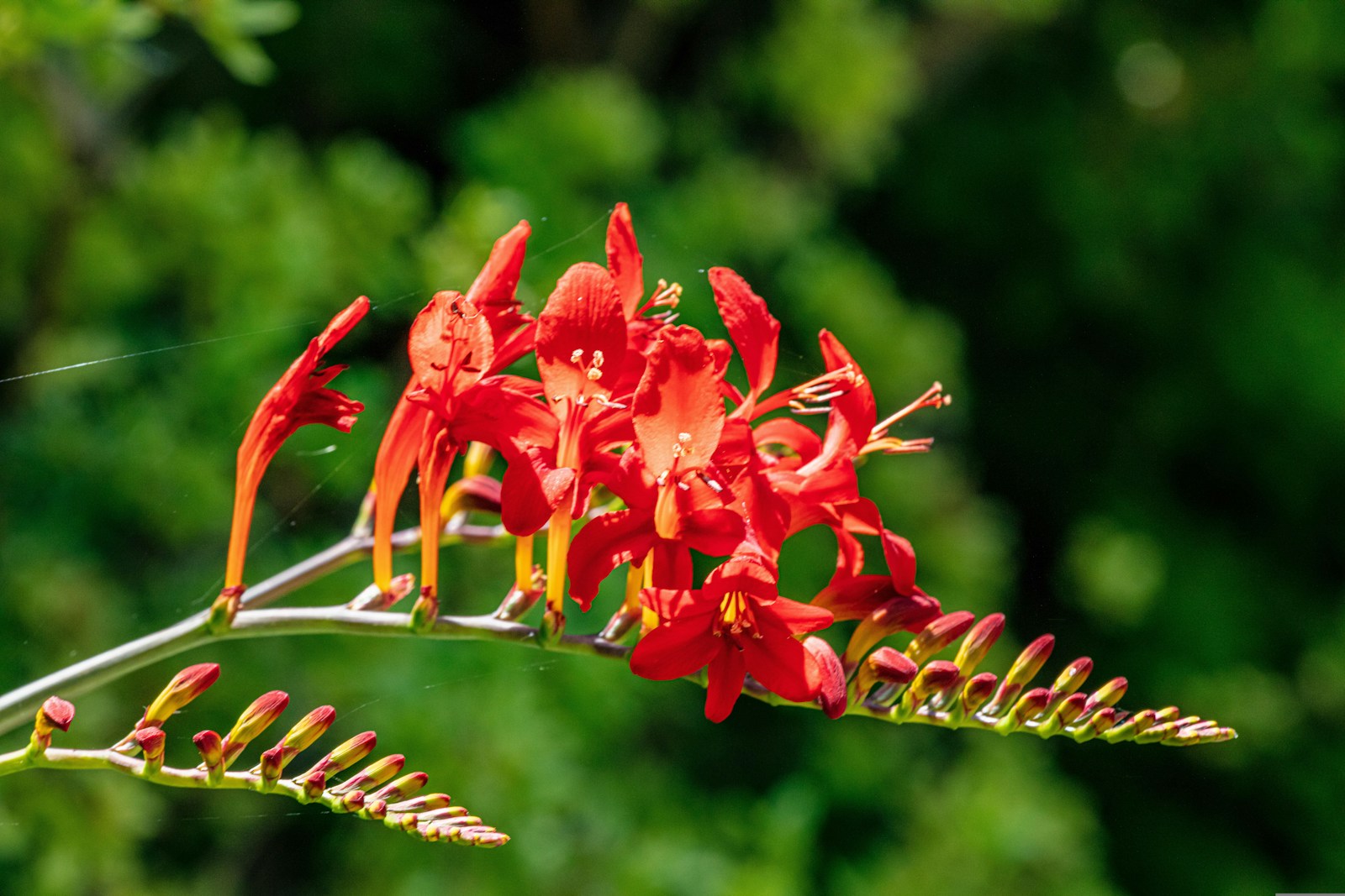 a close up of a red flower on a plant