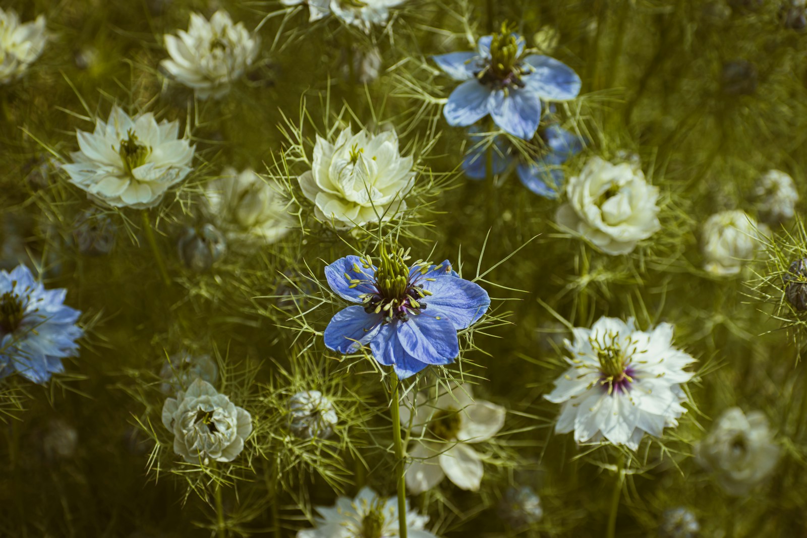 a group of blue and white flowers in a field
