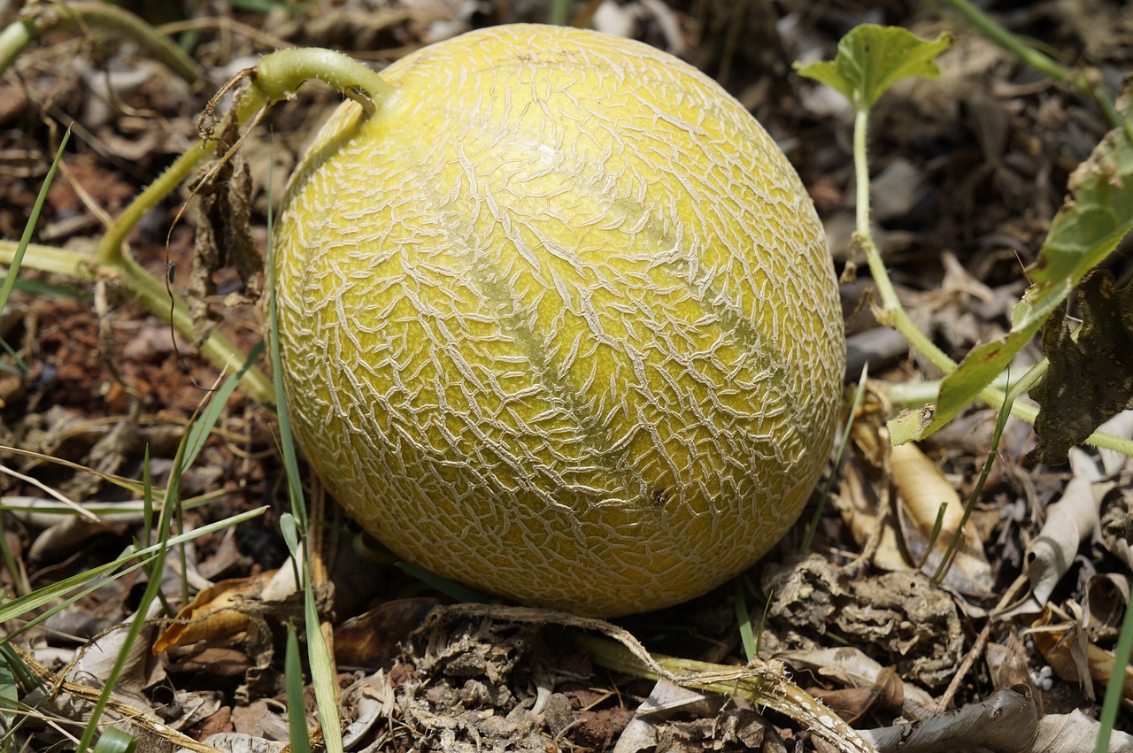 melon, fruit, meloon