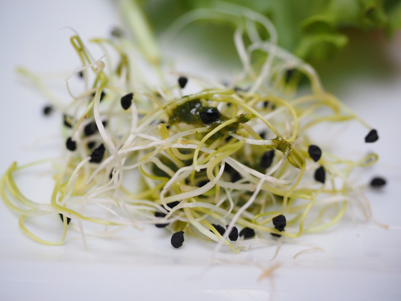 alfalfa sprouts, sprout, sprout salad
