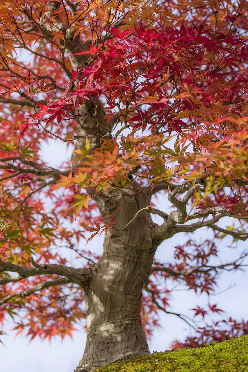 bonsai, maple, japanese maple