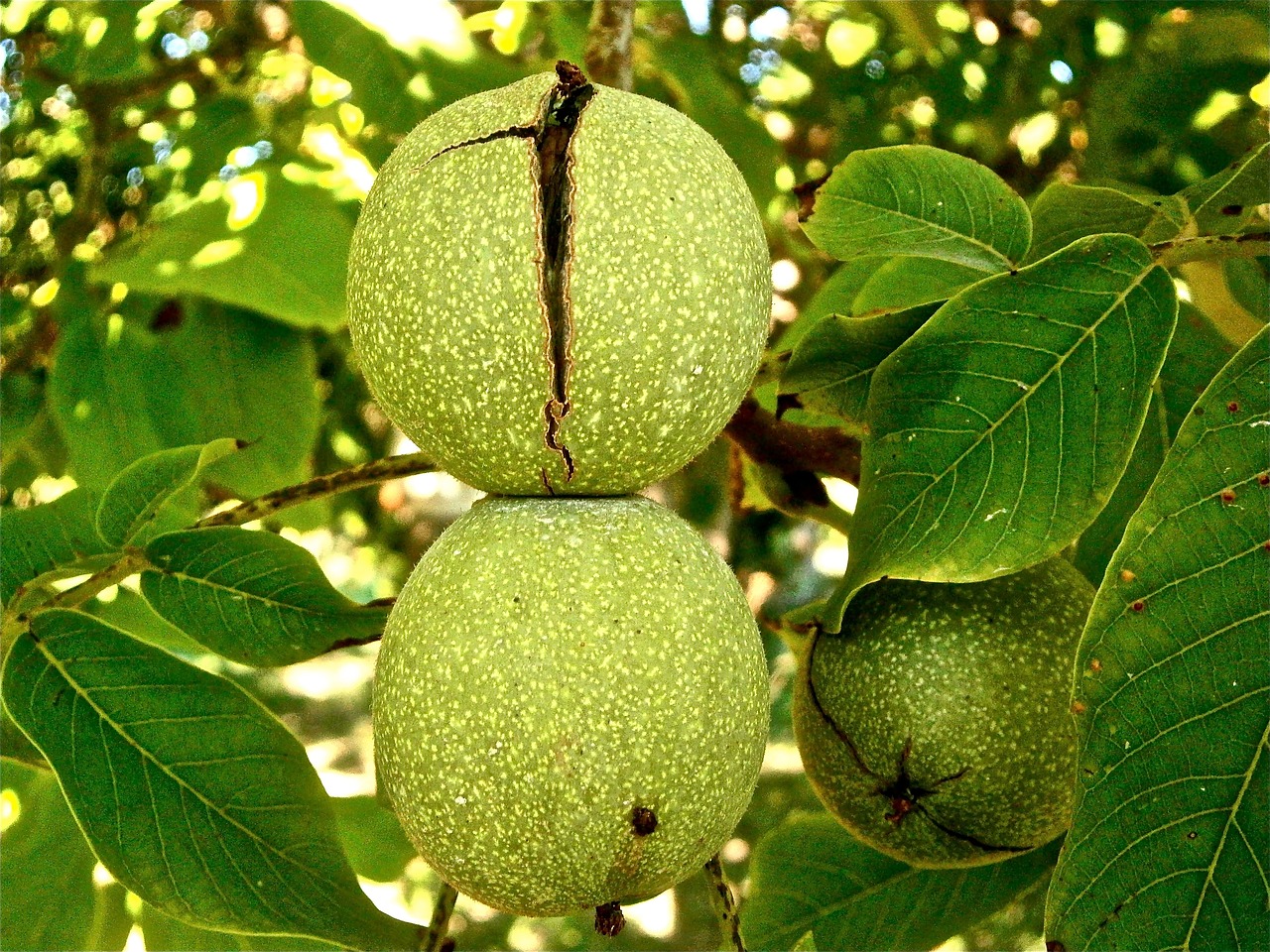 fruit, nuts, walnut