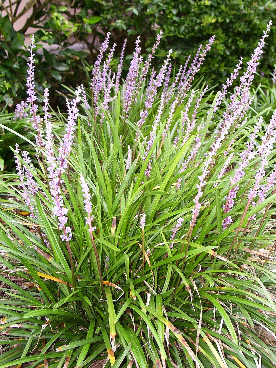liriope, flower, lily grass