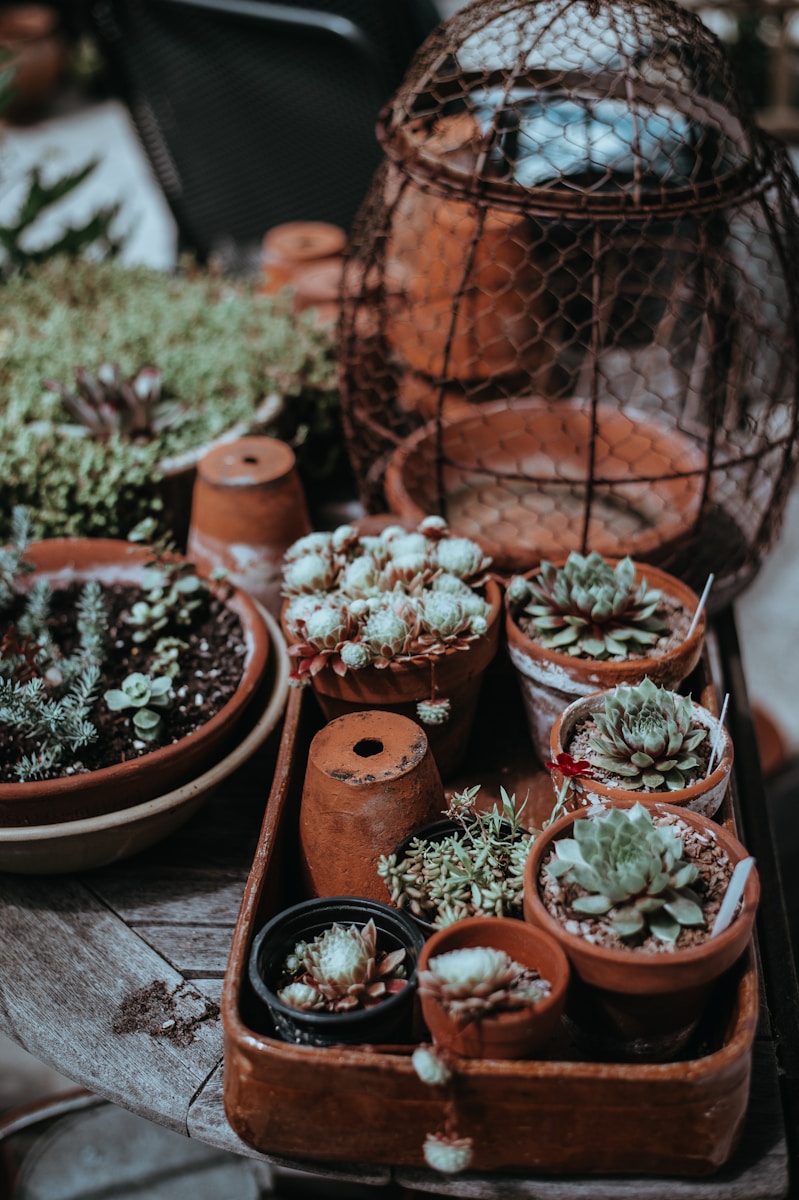 focus photography of green succulent plants on pot