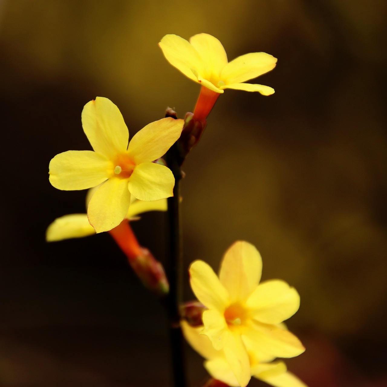winter jasmine, flowers, plant