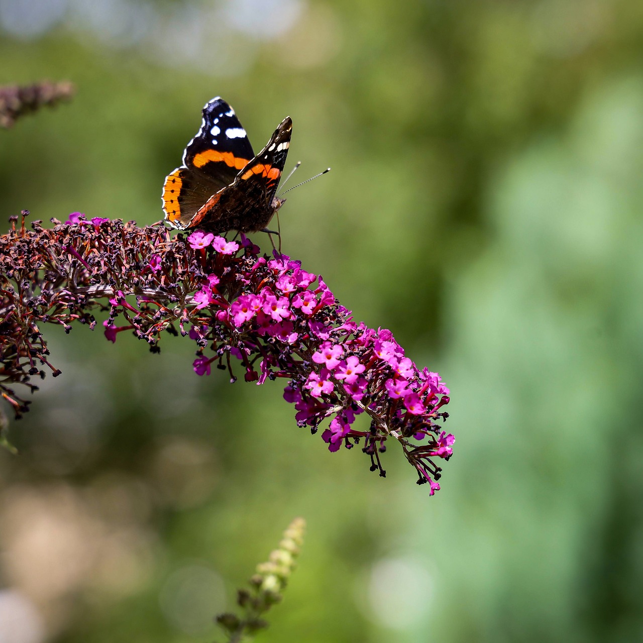 butterfly, summer lilac, pollination