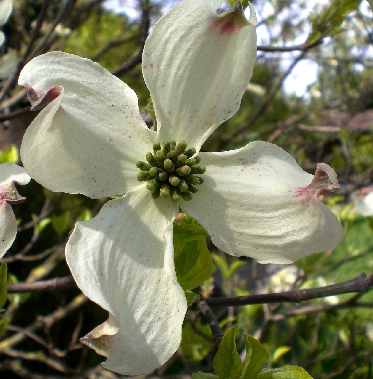 dogwood, blossom, bloom