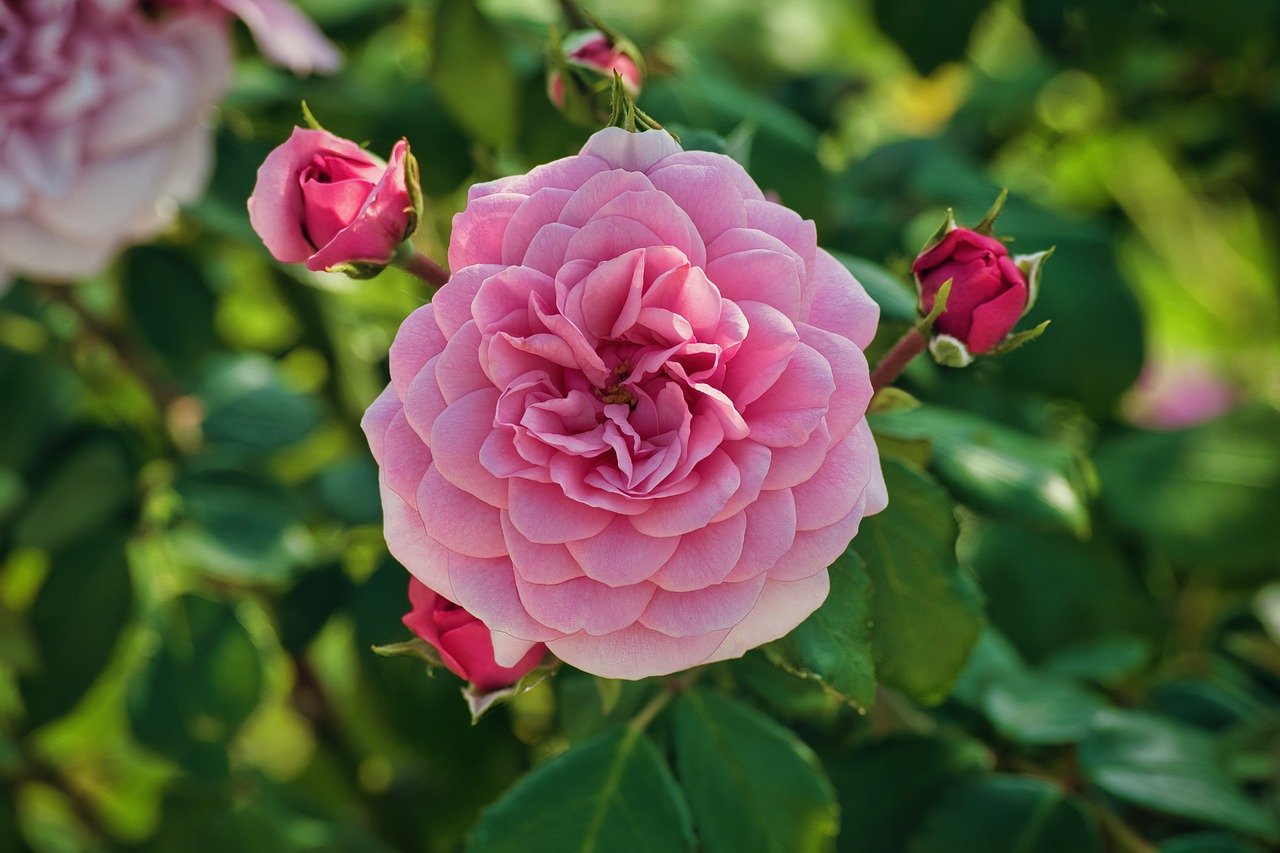 rose blossom, rosebuds, rose