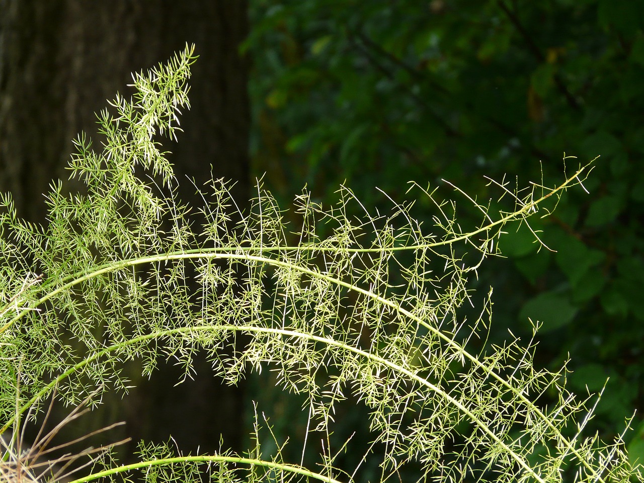 ornamental asparagus, asparagus densiflorus, ornamental plant