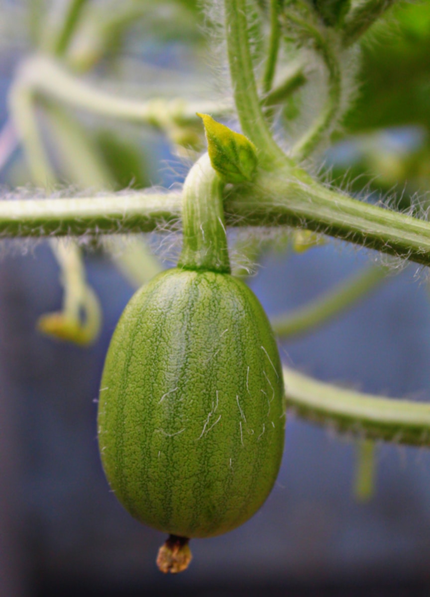 a green pepper on a vine