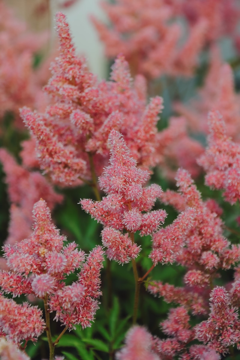a close up of pink flowers