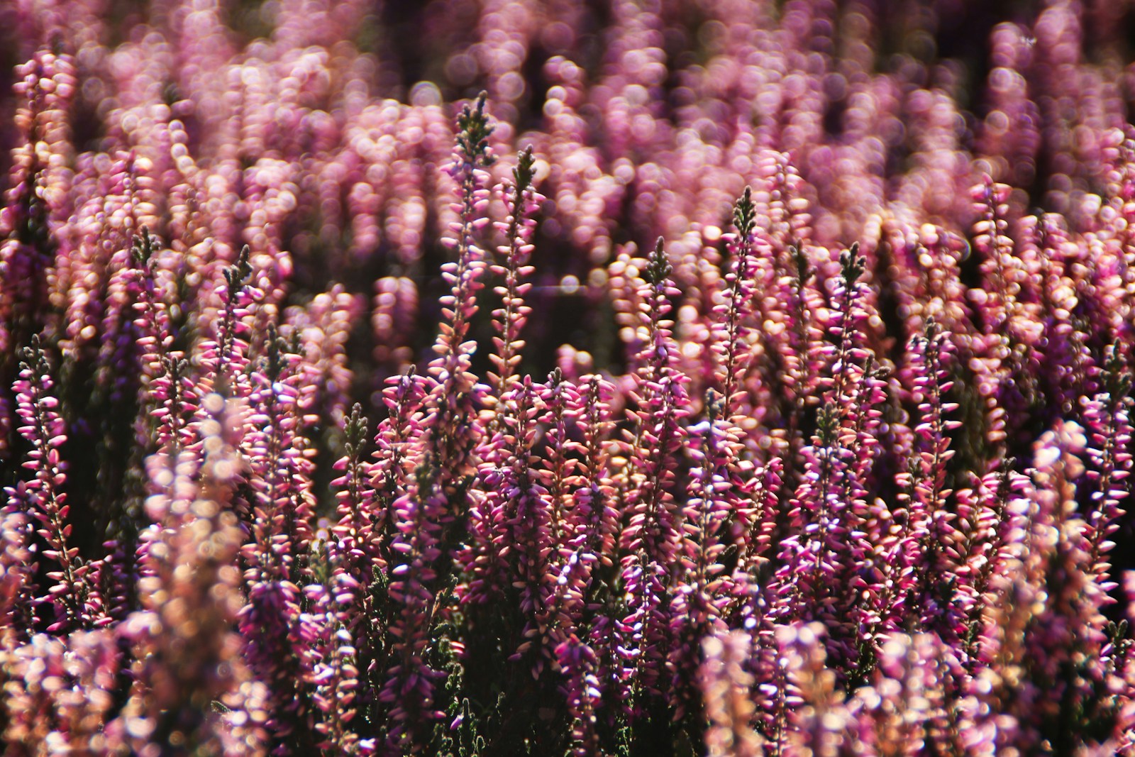 purple and white flower field during daytime