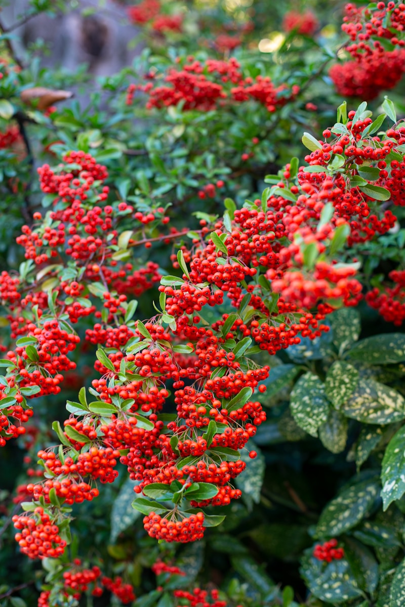 red and green plant during daytime