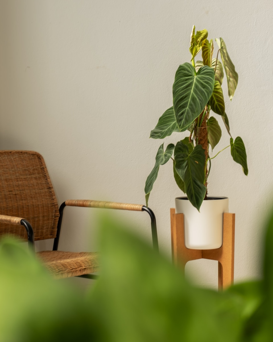a chair and a potted plant on a table