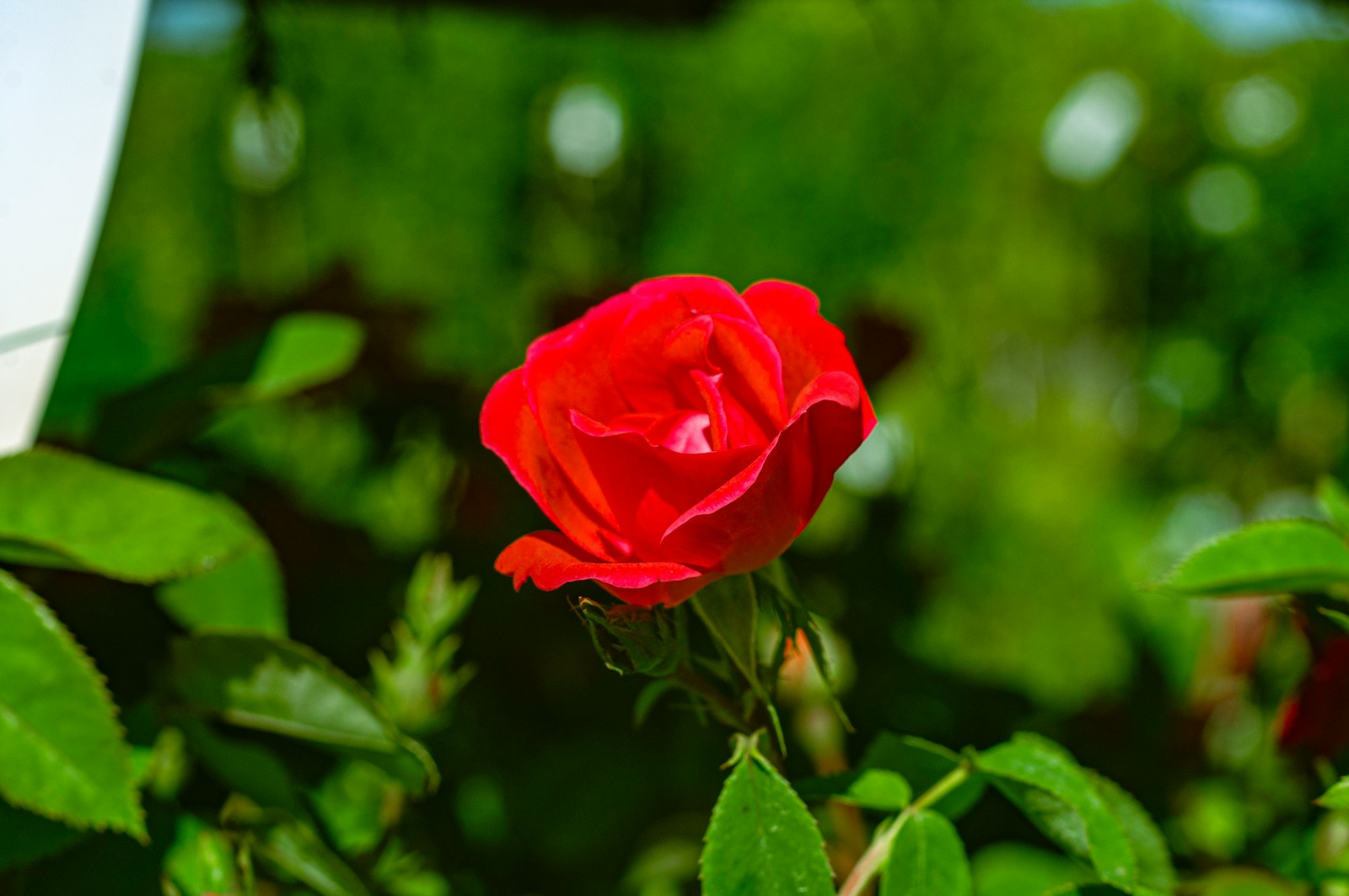 a red rose is blooming in a garden