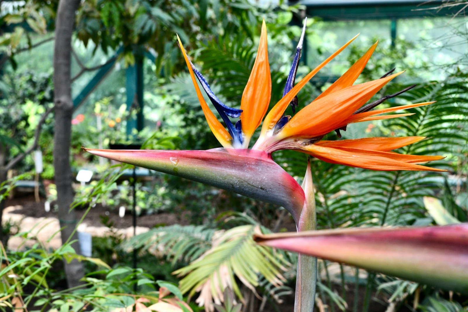 a bird of paradise flower in a tropical garden
