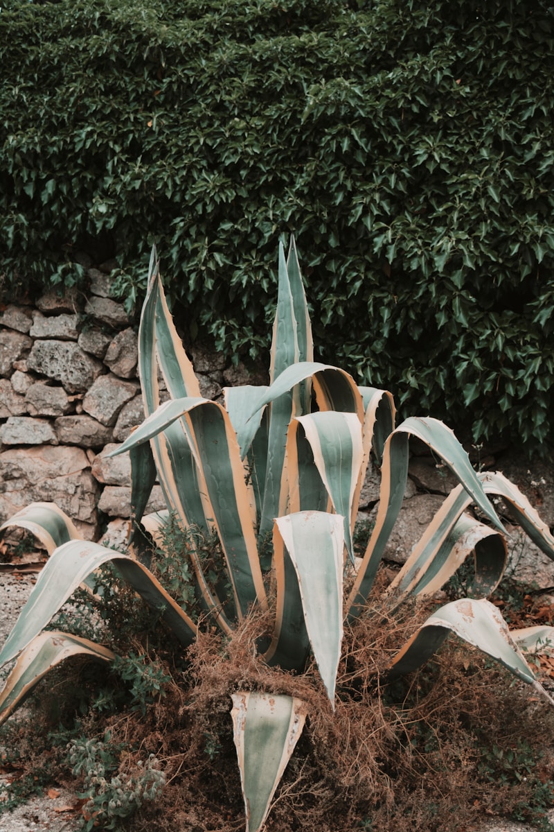 white and brown plant near gray concrete wall
