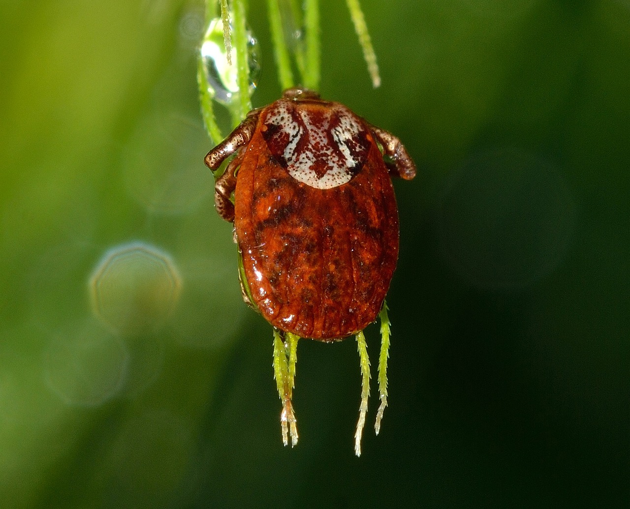 mite, mint, ixodida