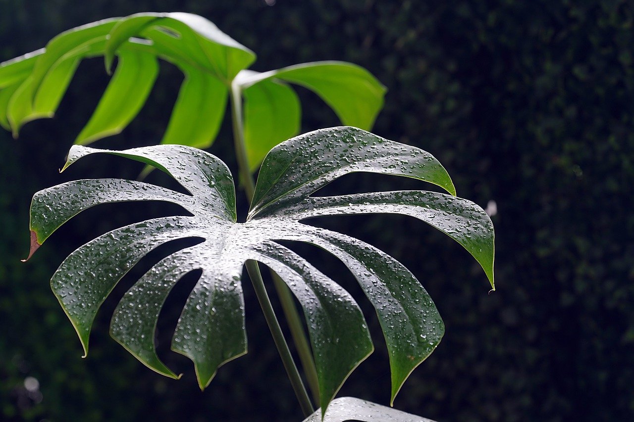 monstera, flora, leaves