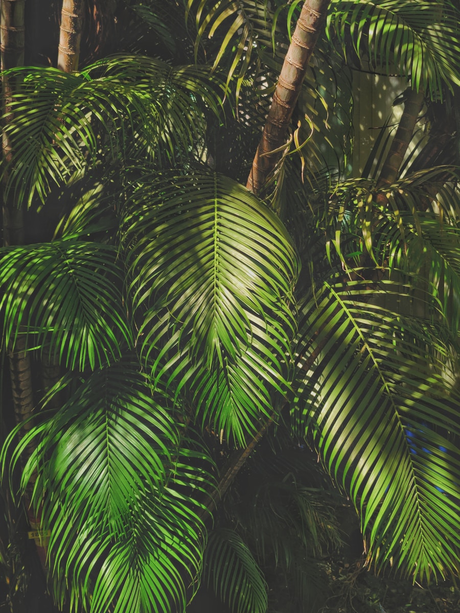 a group of trees