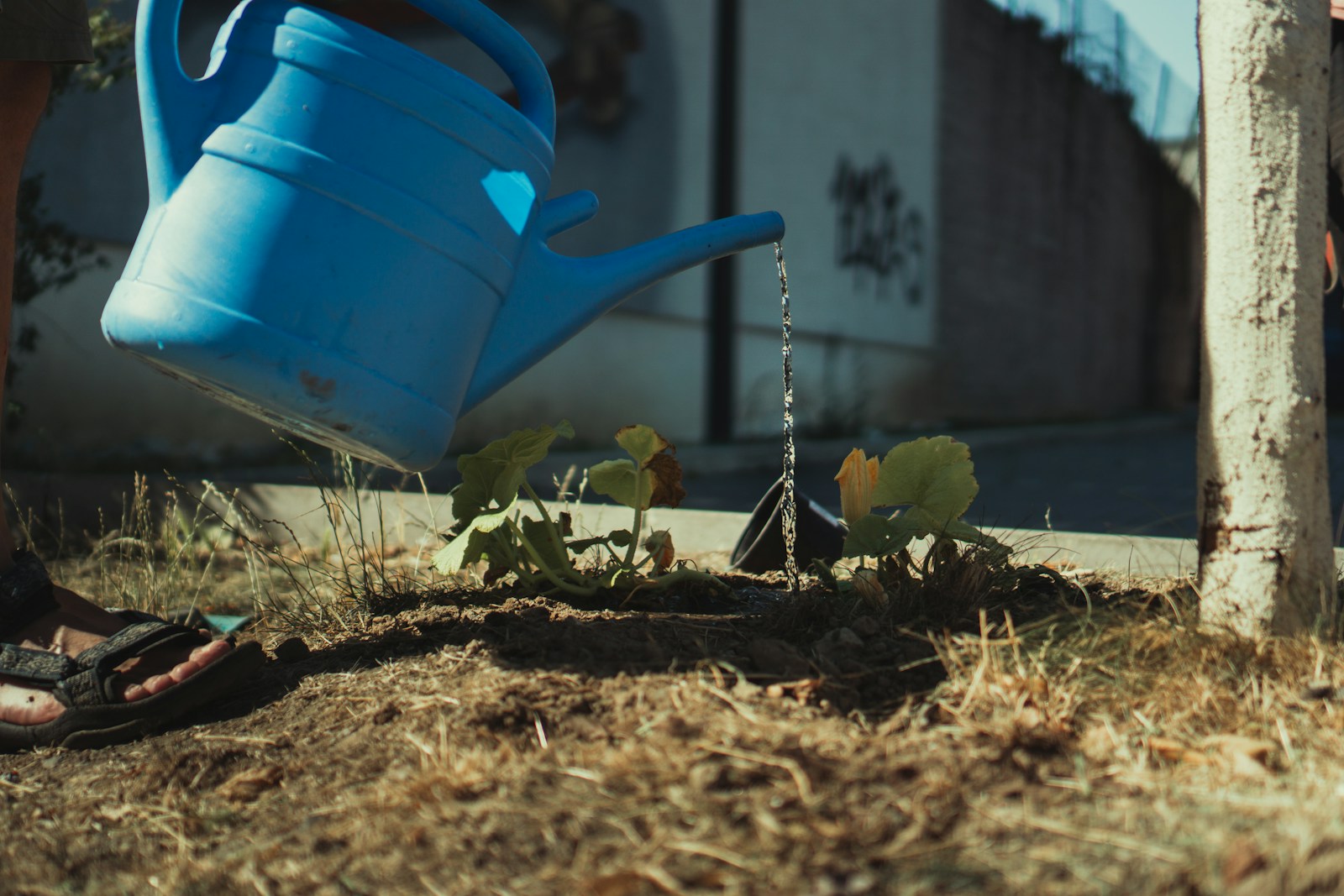 blue watering can on brown dried leaves