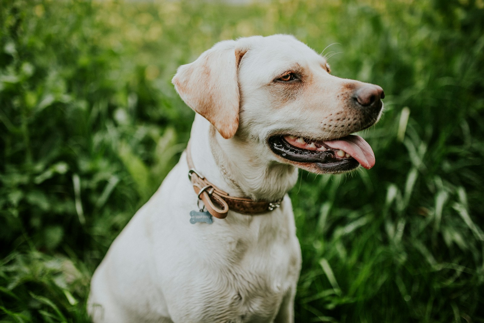 Mijn hond eet gras